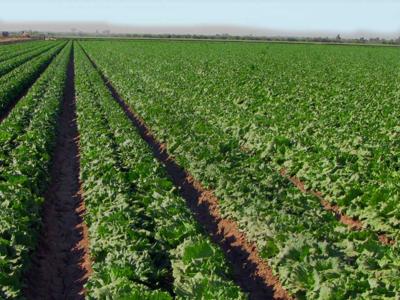 CA GOV. WANTS ISOLATION ORDER IN IMPERIAL COUNTY REIMPOSED