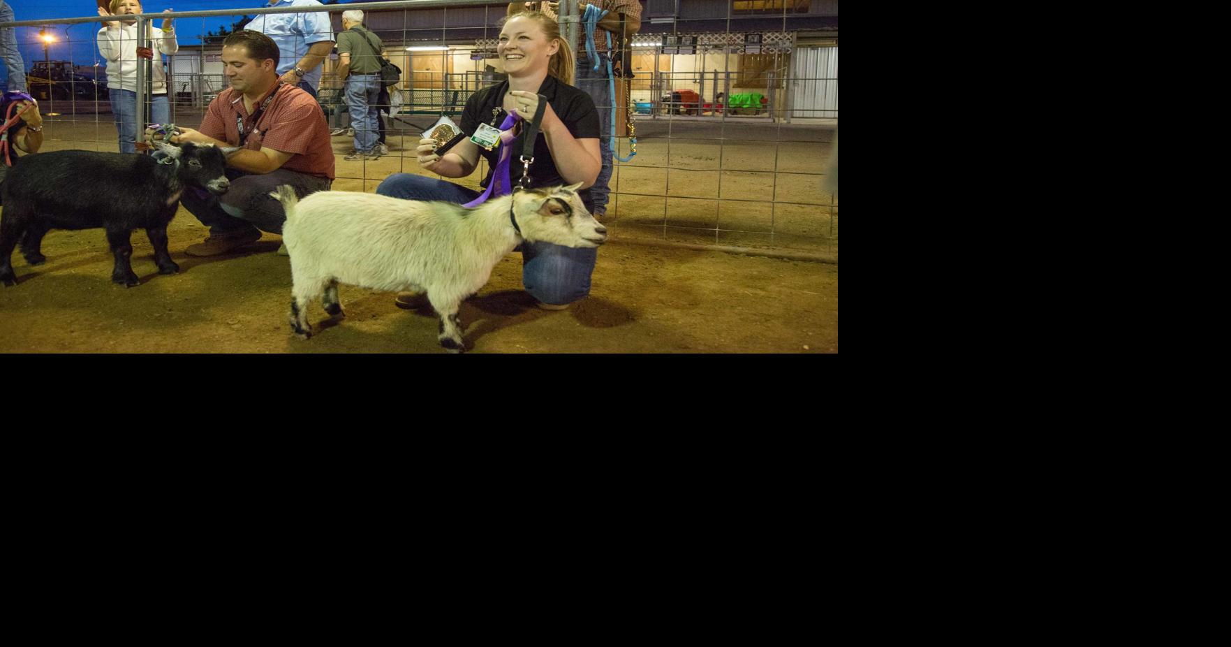 VIP Pygmy Goat Showmanship Competition doesn't go as planned News