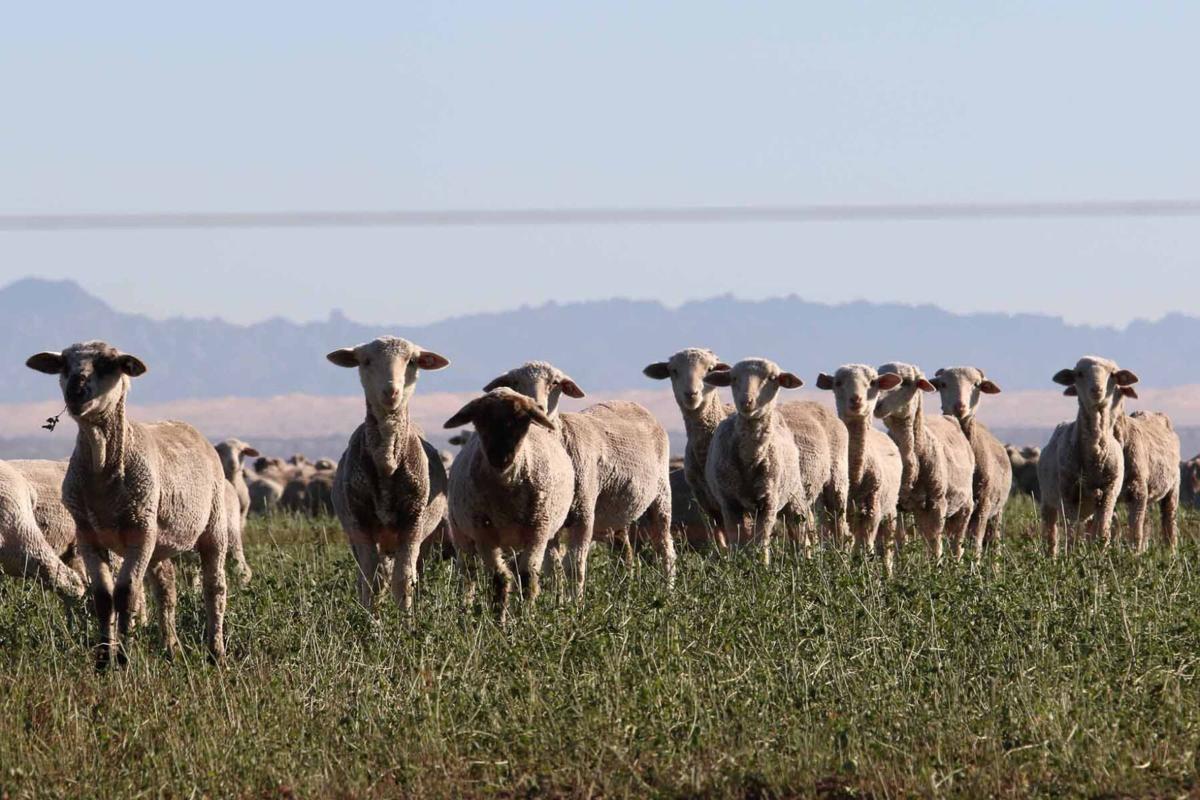 Martin Auza --Sheep Herding
