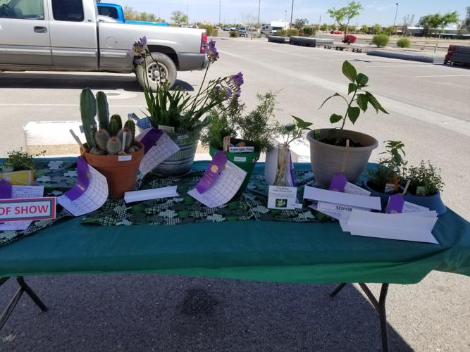 Local 4-H clubs participate in Imperial County Plant Show | Agriculture |  