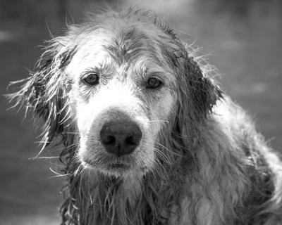 Imperial County Humane Society Raises Rates News Thedesertreview Com