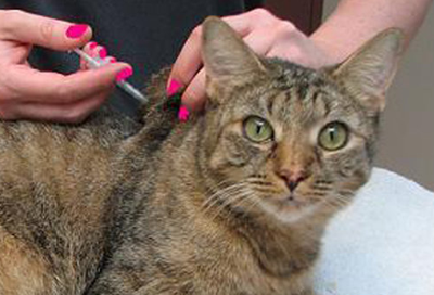 Pet Health Diabetic Cats Pet Health Thedesertreview Com