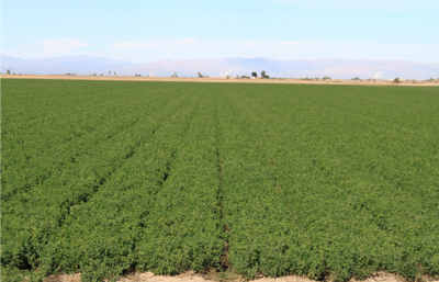Imperial County Alfalfa – Critical for California, Essential for the World (Video)