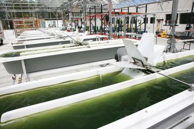 synthetic genomics inc biofuel project