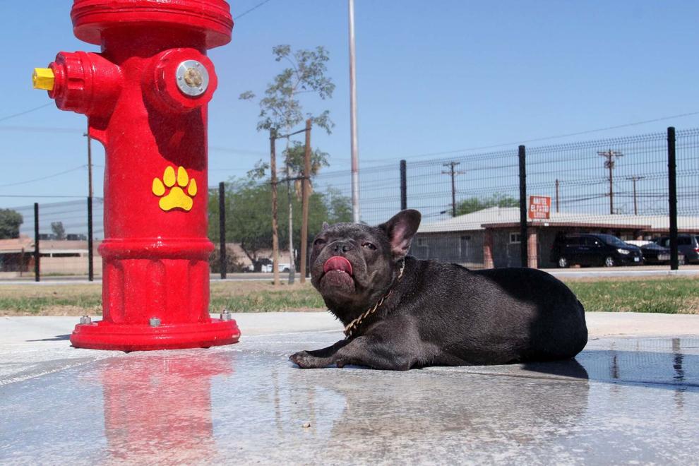 City of El Centro announces temporary closure of Bark Park for annual maintenance, new water fountain