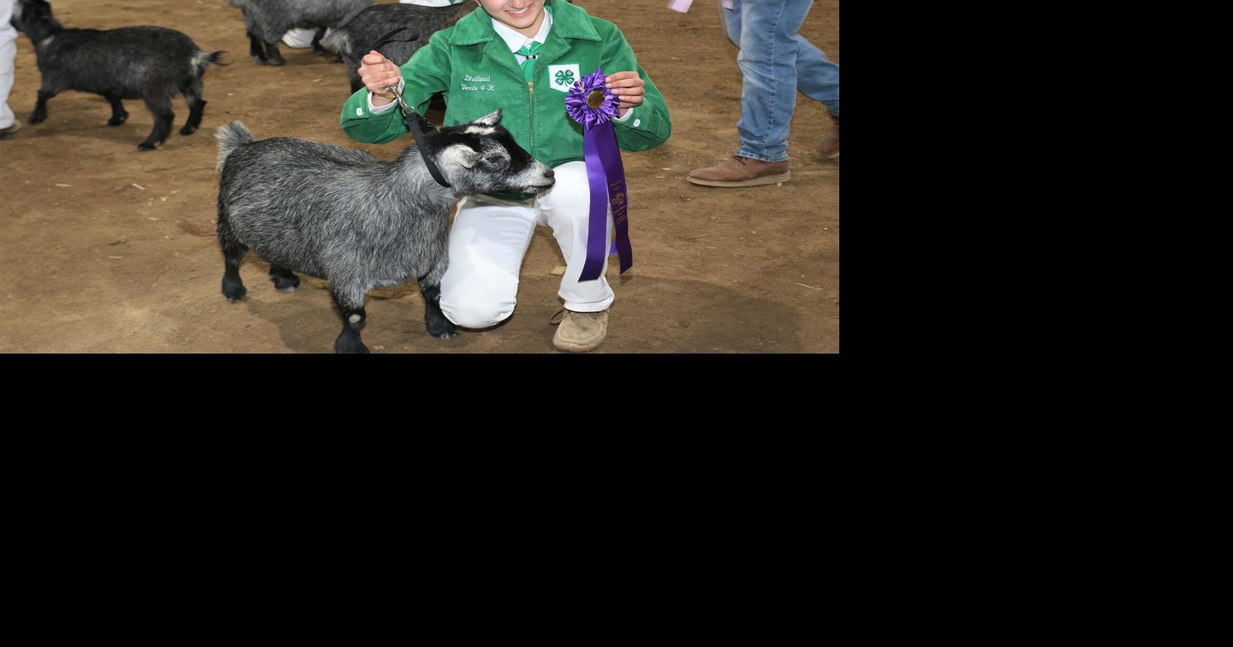 Pygmy goat showmanship brings awards, accomplishment, and pleasure | Agriculture