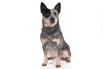 Are australian cattle dogs prone to cancer