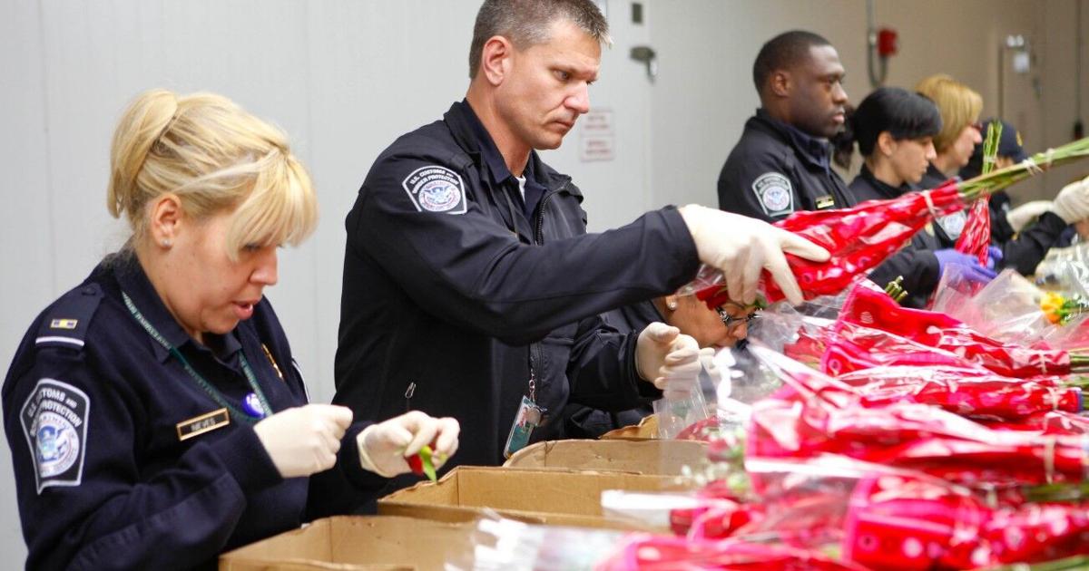 Law Enforcement Blue Roses Roses are red, violets are blue, CBP reminds travelers what flowers can ...