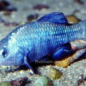 Desert Pup-Fish has say on Colorado River negotiations - Vimarsana News