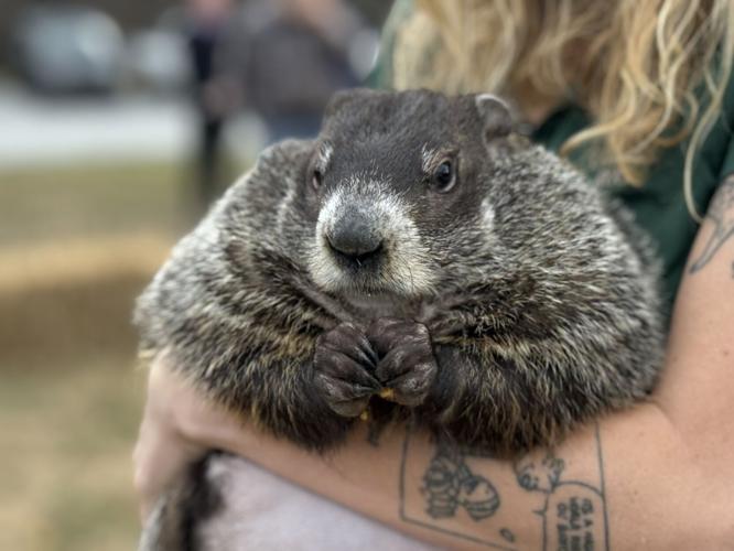 How To Cook Groundhog – Mother Earth News