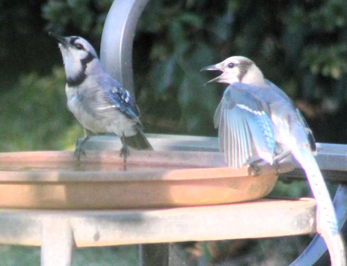Do Blue Jays Like Bird Baths? Surprising Facts Revealed!