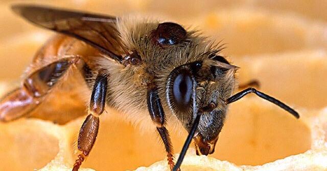 National Pollinator Week is celebrating the small creatures that make a big difference