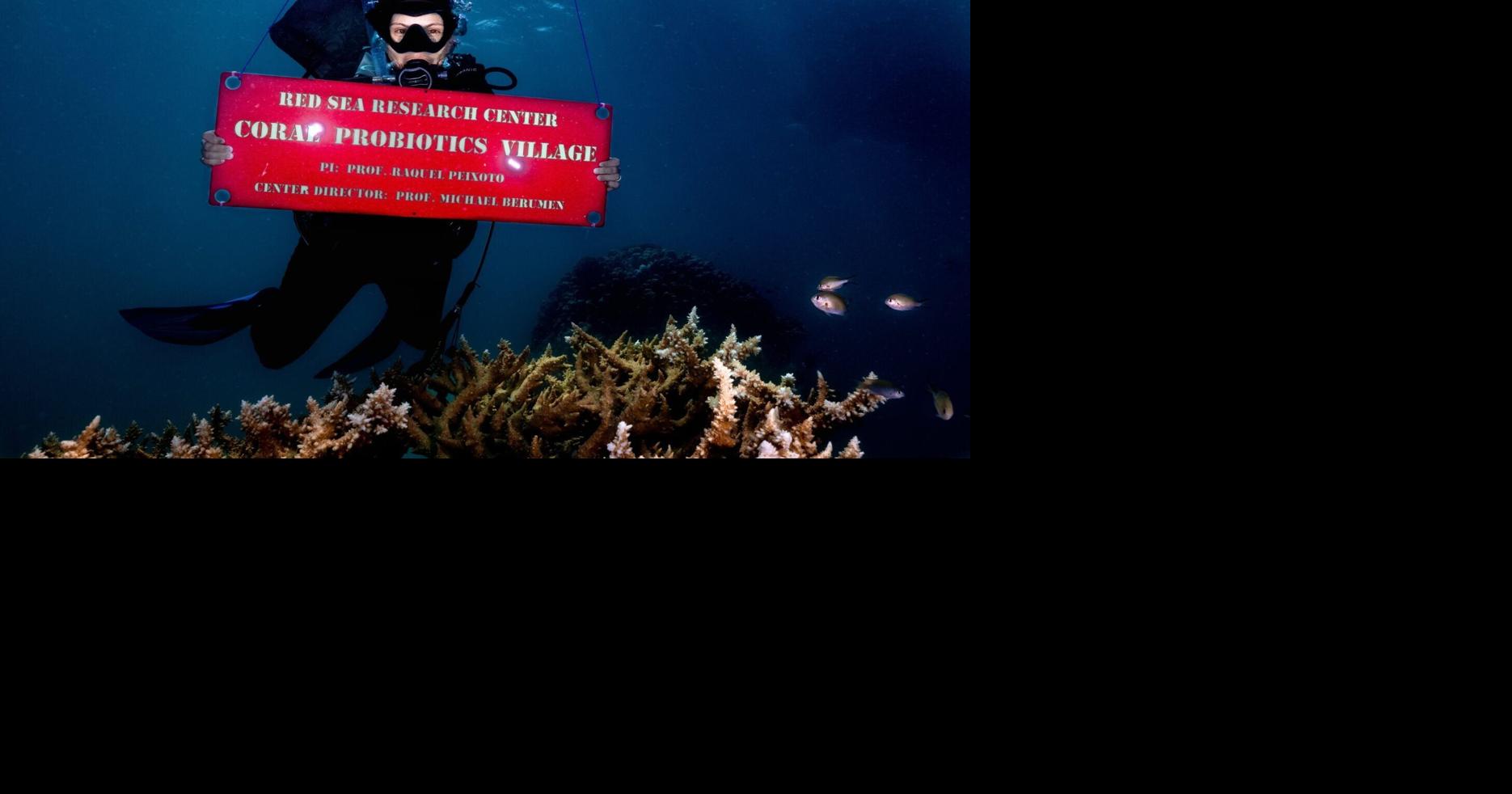 Scientists revive coral dying from heat using live bacteria