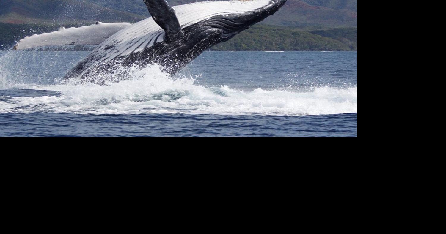 Whales who are better singers are more successful at mating | National ...