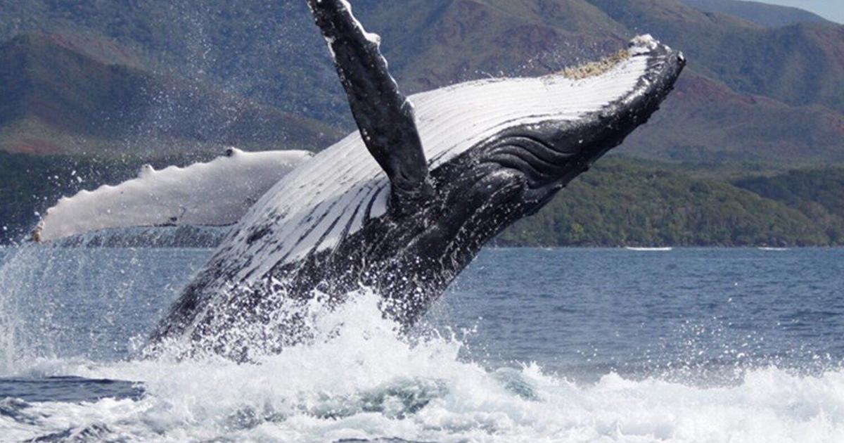 Whales who are better singers are more successful at mating | National ...