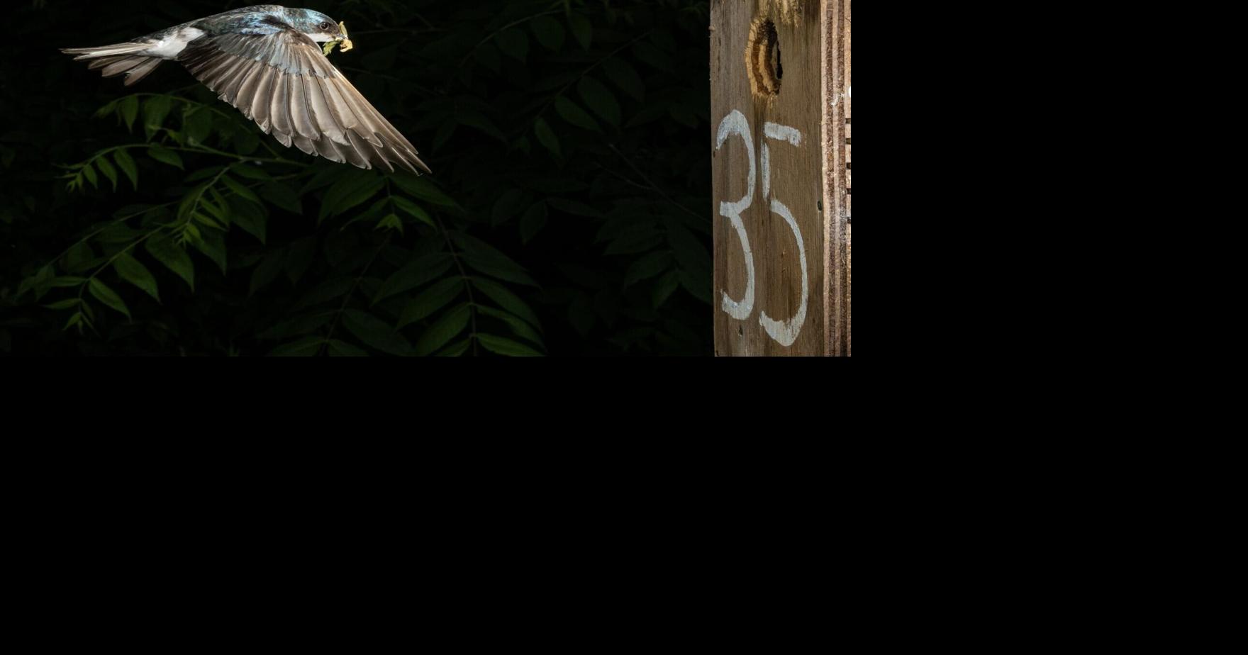 Plummeting insect numbers results in smaller birds that reproduce less