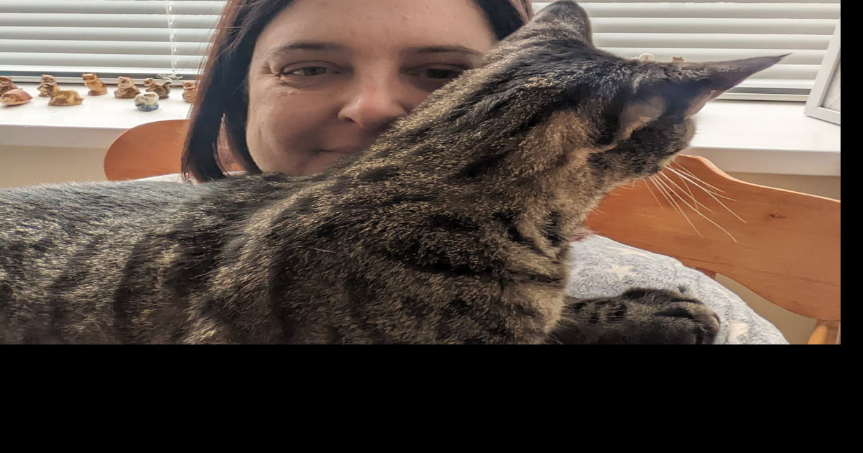 Missing cat found dead after severed tail found in mailbox | National ...