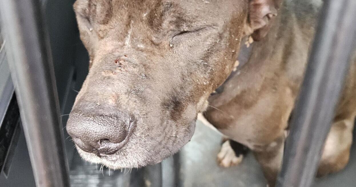 Deputies, Animal control find 6 dogs malnourished; 1 found in kennel wired shut - Vimarsana News