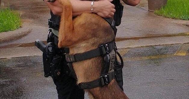 Kilo is recovering well, will soon be back on duty - Vimarsana News