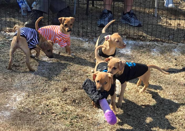 Puppy Bowl raises funds and awareness for HFAR | News |  