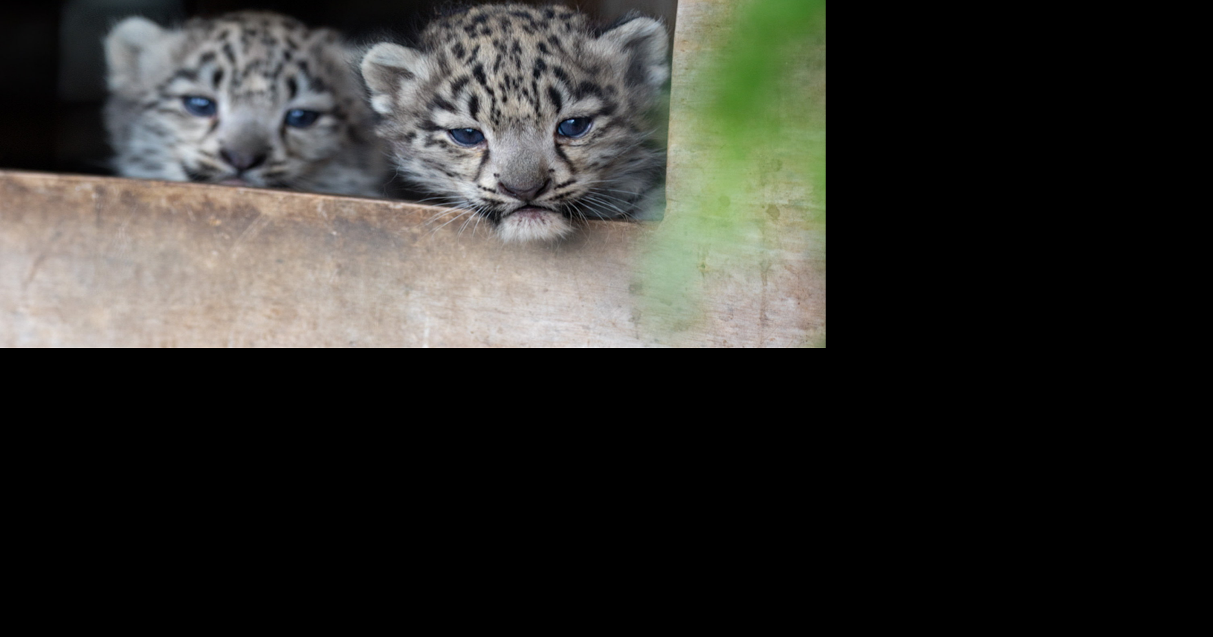 Snow Leopard Cubs Take First Steps At Zoo National 