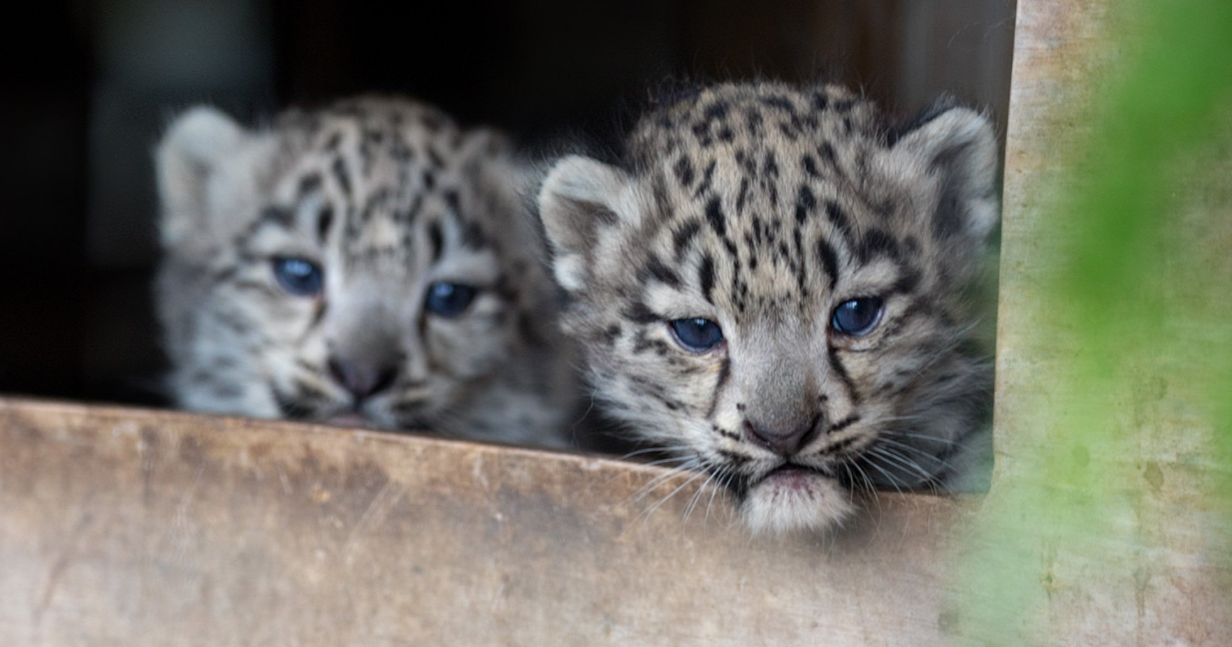 Snow Leopard Cubs Take First Steps At Zoo National Snow Leopard Cubs Take First Steps At Zoo National
