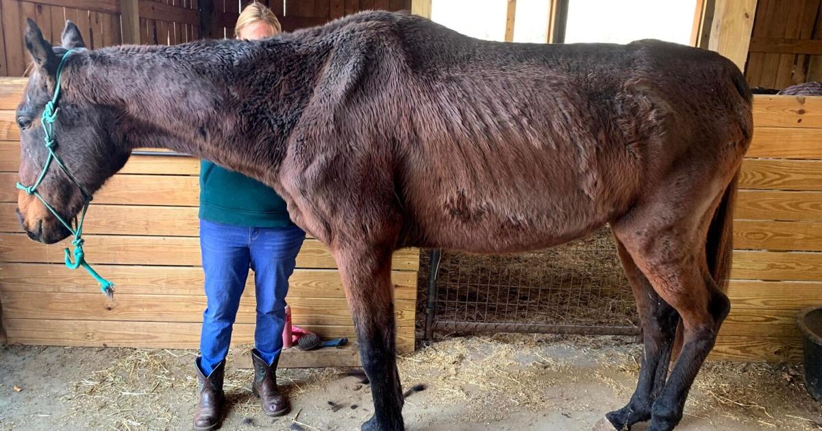 Rejecting Animal Woman accused of animal cruelty reject plea deal | News ...