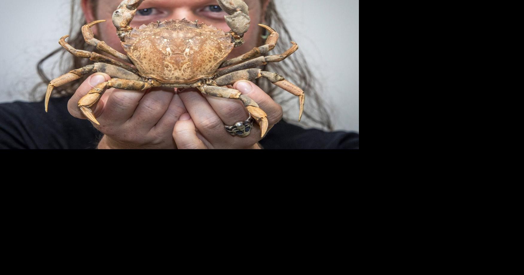 Crustacean taxidermist charges up to $400 to preserve pet crabs and lobsters