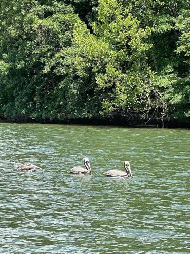 Pelicans have discovered Lake Lure