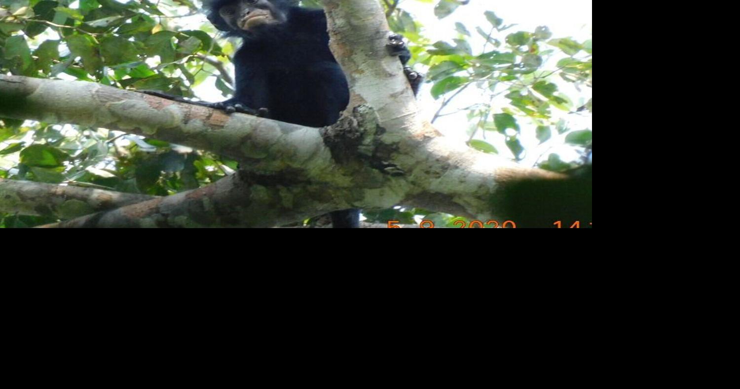New monkey species with orange lips discovered in Africa