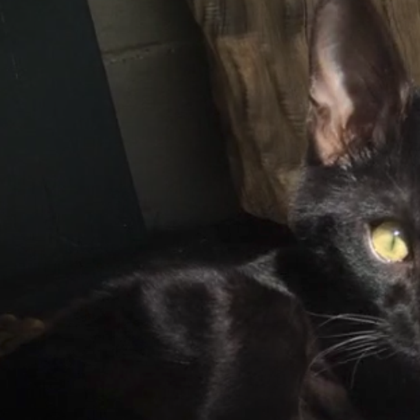 Lost In Los Feliz Black Bengal Cat Pets And Wildlife