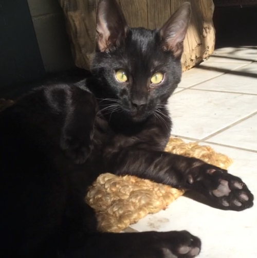 Lost In Los Feliz Black Bengal Cat Pets And Wildlife Theeastsiderla Com