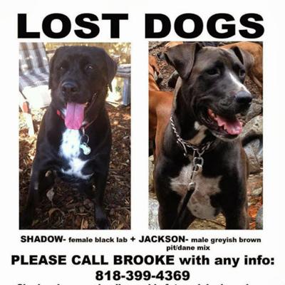lost in cypress park black lab and