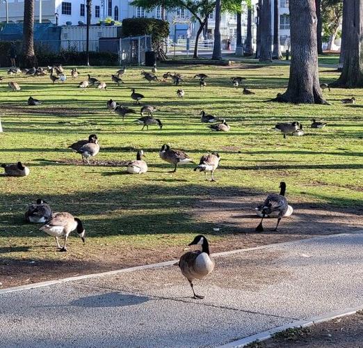 Echo Park Lake Geese