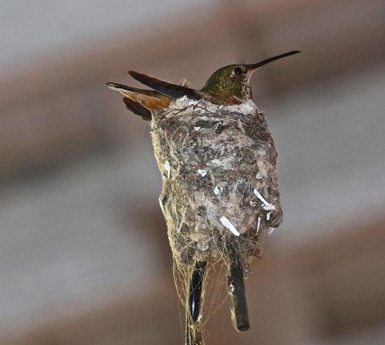 Hummingbirds Inside A peek inside a Silver Lake hummingbird nest | Pets And Wildlife ...