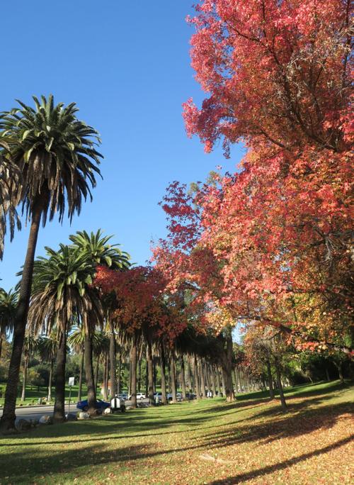 Shades of fall in Elysian Park