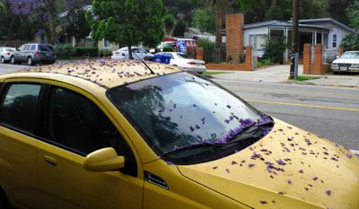 Is Your Car Covered In Purple Then It Must Be Jacaranda Season Scenes And Sightings Theeastsiderla Com