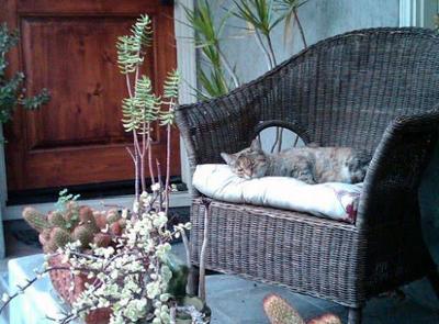 The purrrr-fect way to spend a soggy Echo Park afternoon
