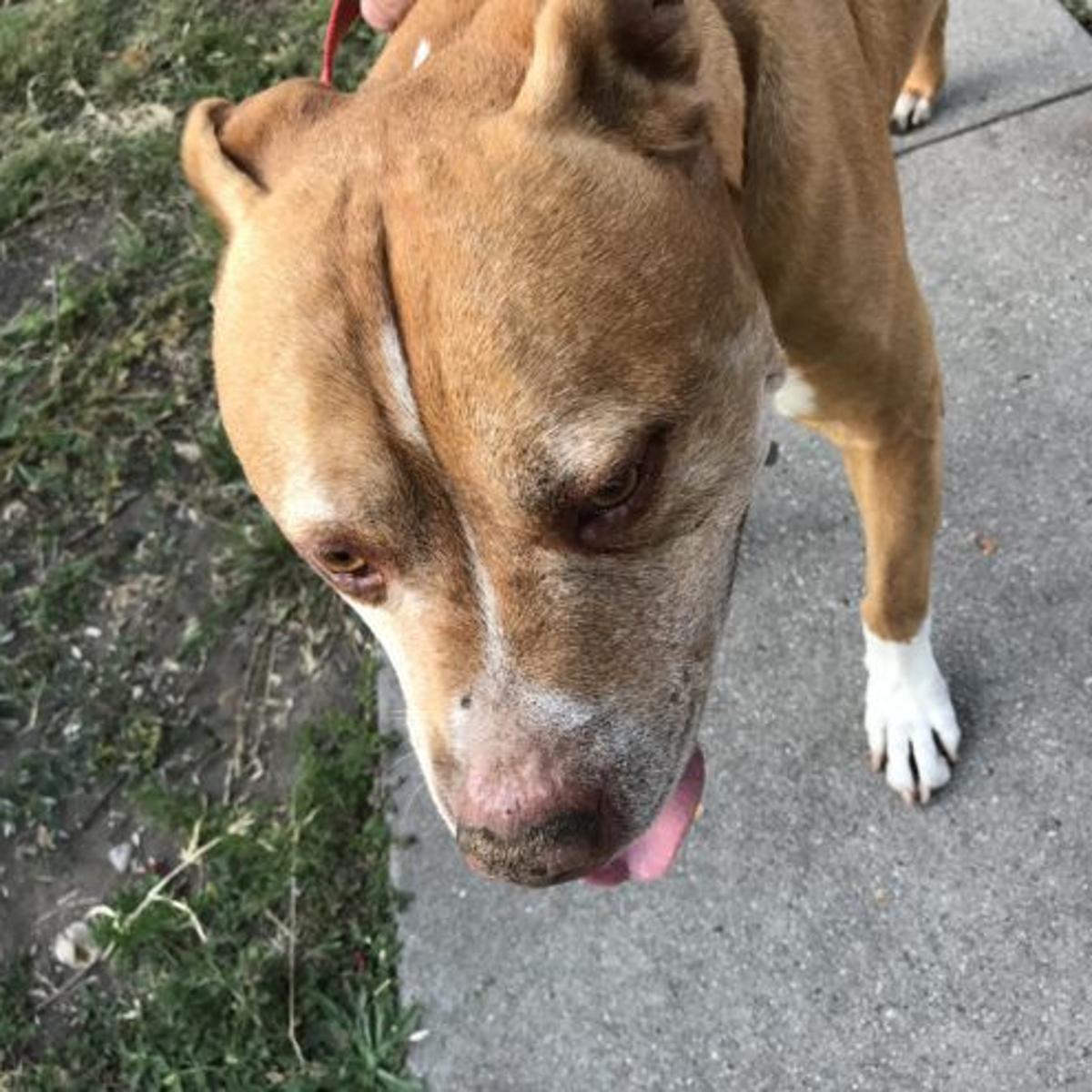 found in echo park maltese and brown