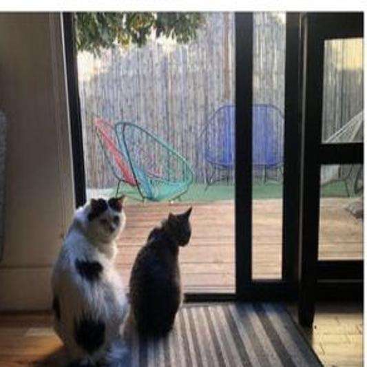 Lost In Historic Filipinotown Indoor Cat Lost Outside Animals