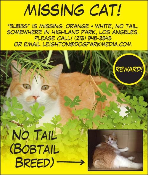 Lost In Highland Park Tailless Orange And White Cat Pets And