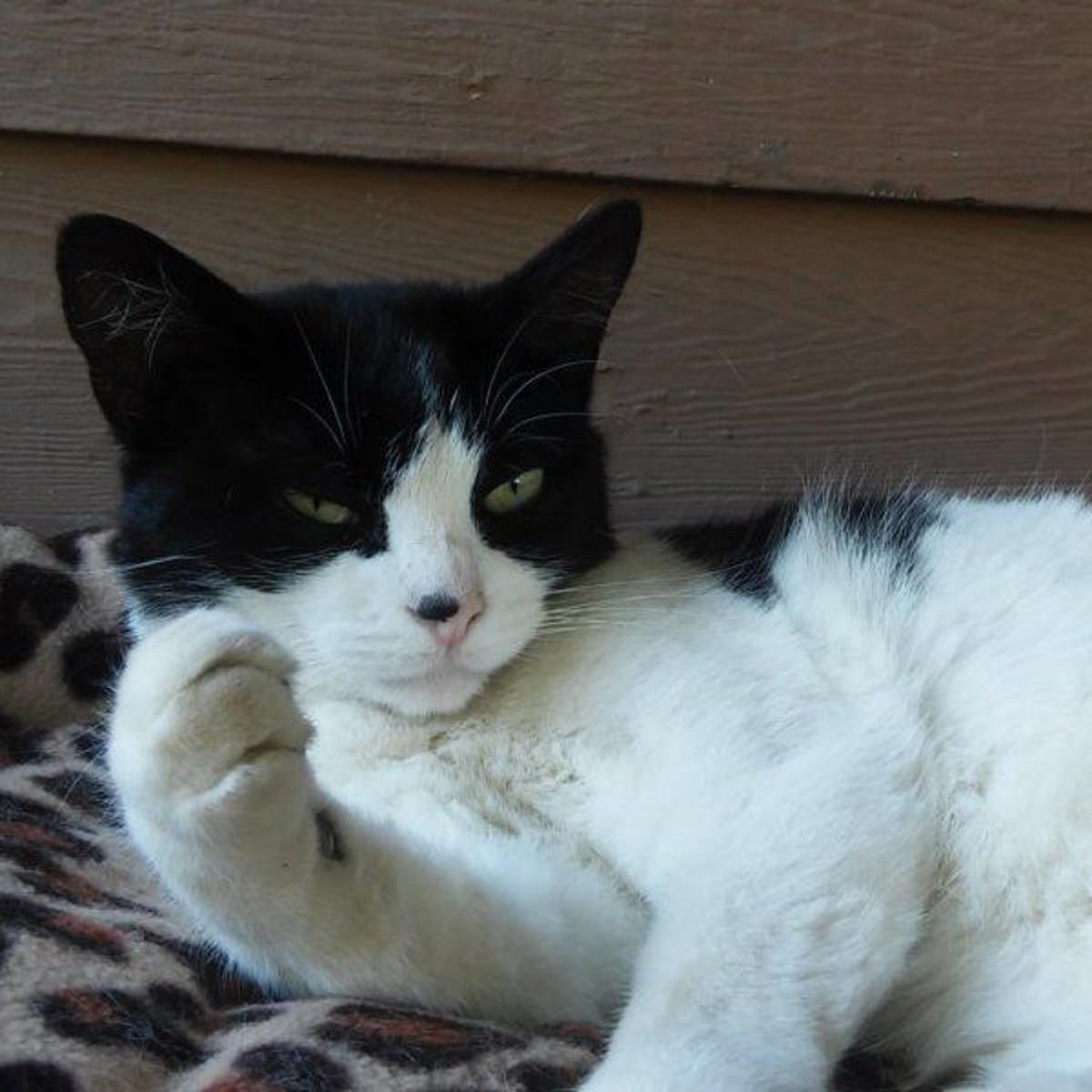 Lost In Silver Lake Lost White Black Cat Pets And Wildlife