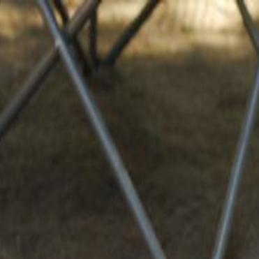 Lost In Highland Park Jack Russell Chihuahua Mix Pets And
