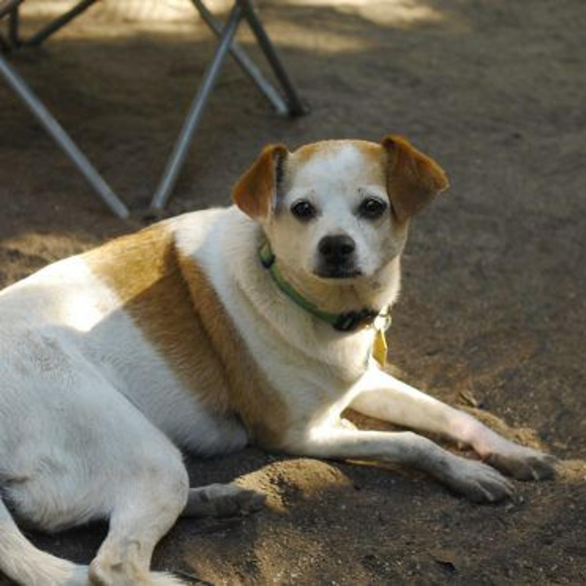 Lost In Highland Park Jack Russell Chihuahua Mix Pets And Wildlife Theeastsiderla Com Lost In Highland Park Jack Russell Chihuahua Mix Pets And Wildlife Theeastsiderla Com