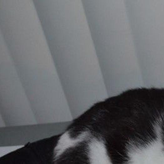 Lost In Eagle Rock Small Female Black And White Cat Pets And