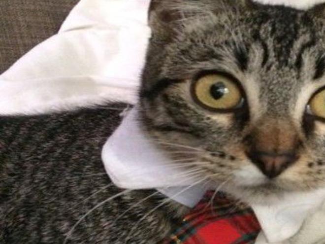 Lost In Echo Park Friendly Light Grey Tabby Cat Pets And