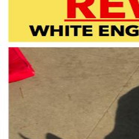 Lost In Boyle Heights Bianco English Bull Terrier Pets And Wildlife Theeastsiderla Com