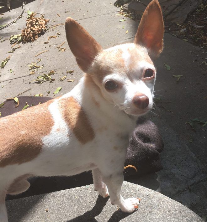 lost white chihuahua