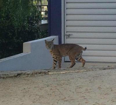 Yes That Was A Bobcat On Talmadge Street Pets And Wildlife Theeastsiderla Com