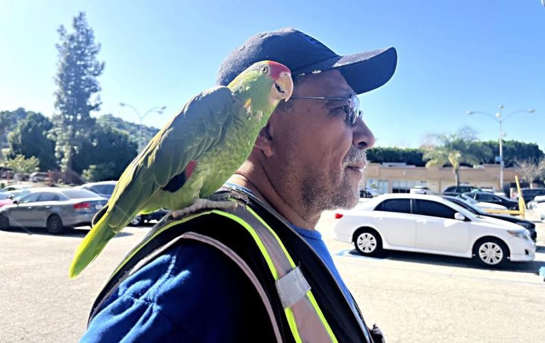 Pepe the Parrot Delights Shoppers in Hermon | Hermon News ...